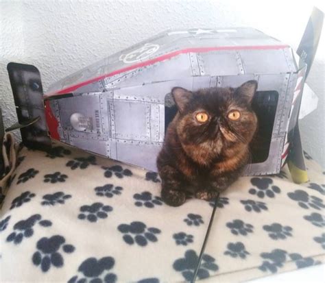 Cardboard Tanks And Planes For Cats Are A Thing And Cats Are Now Ready