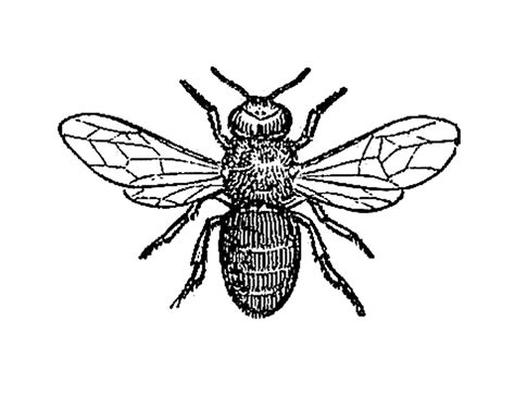 Bug Clipart Black And White Simple