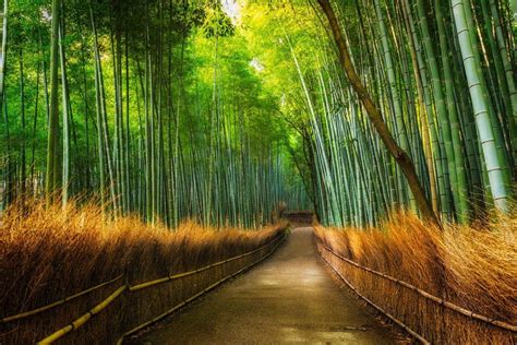 Arashiyama Bamboo Grove Kyoto Japan By Spicedpumpkins In