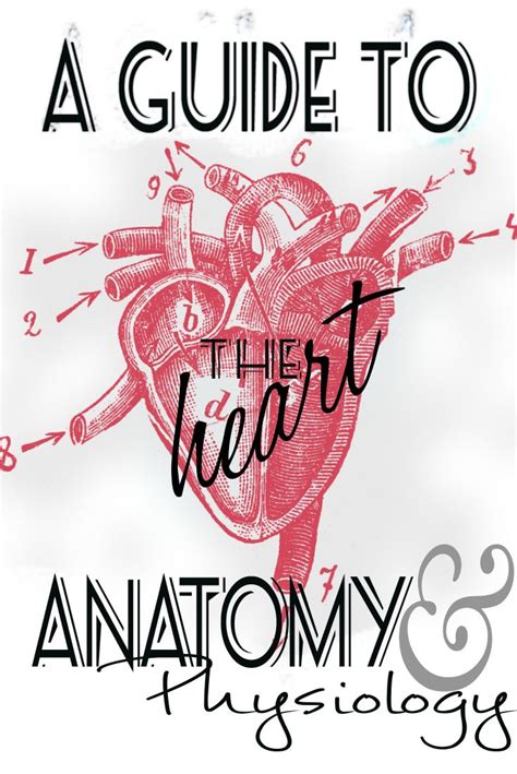 You will do great on your anatomy and physiology exam! 148 best images about Cardiac-RCIS helpful stuff on ...