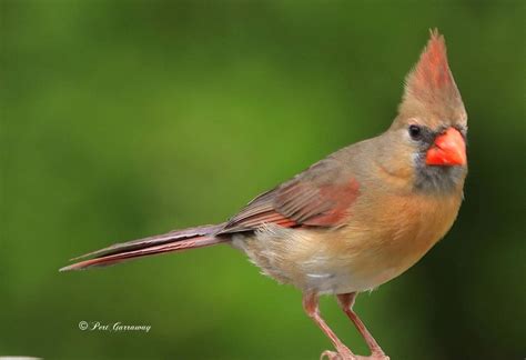what does a female cardinal look like hint she s not red
