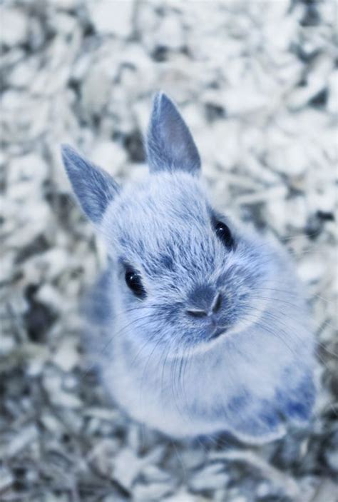 Snow Bunny Rabbit Blue Bunnies Easter Pets Baby Bunnies Snow