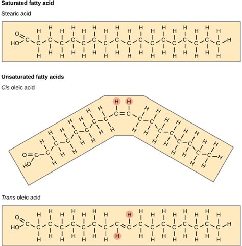 Lipids Biology For Majors I