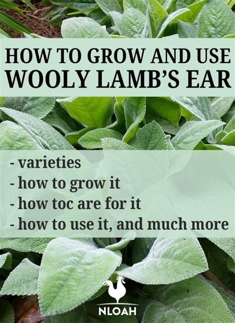 How To Grow & Use Wooly Lamb's Ear • New Life On A ...