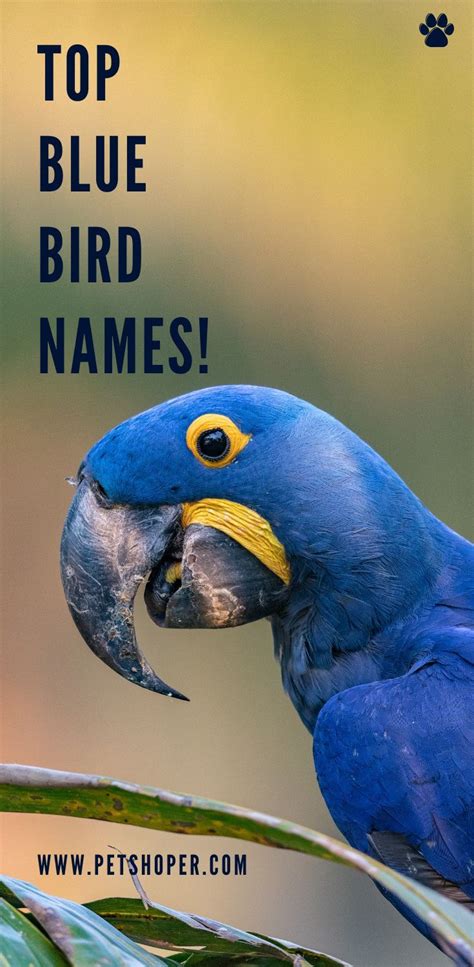 Blue Bird Names Male Birdqe