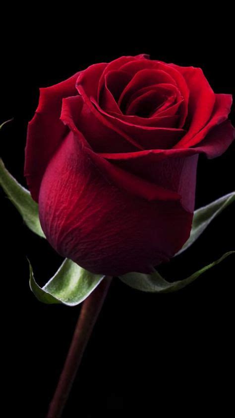 Deep Red Rose In The Dark With Images Beautiful Red Roses Hybrid