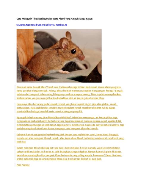 Apakah keluarnya air kencing karena beser itu membatalkan shalat? Cara Ampuh Menghilangkan Bau Kencing Tikus - Menghilangkan ...
