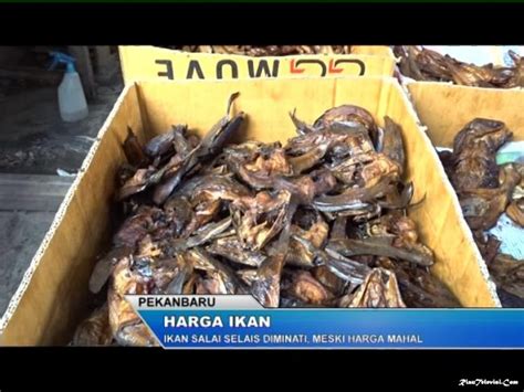 Check spelling or type a new query. Ikan Salai Selais diminati, Meski Harga Mahal
