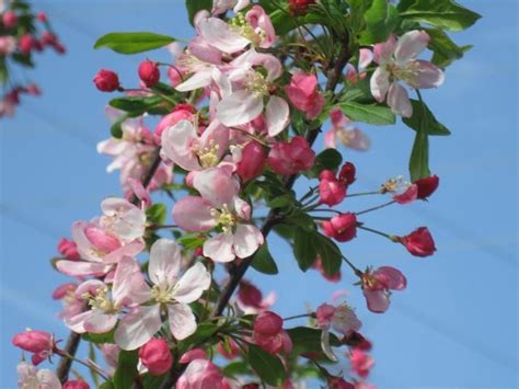 Best Crabapples For Your Yard Flowering Trees Garden Fruit Trees
