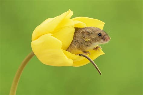 Hue Redners Blog Adorable Photos Of Harvest Mice Frolicking In Tulips
