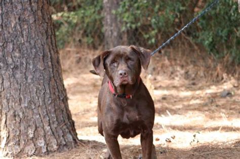 Atlanta pet rescue amp adoption is a non profit volunteer based no kill animal shelter dedicated to rescuing unwanted pets in the metro atlanta area and nearby counties. Brownie | Atlanta Lab Rescue