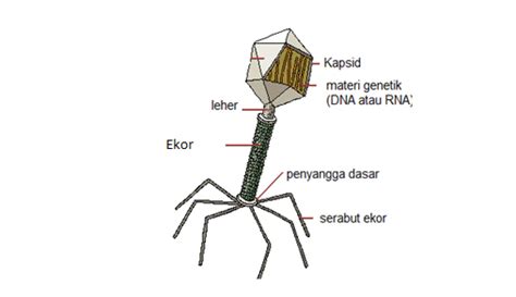 Mengenal Karakteristik Dan Struktur Virus Biologi Kelas