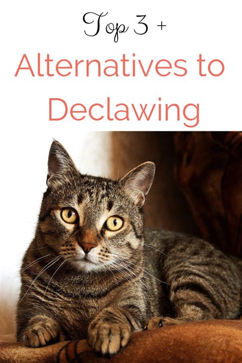 Since declawing involves ten separate amputations of the distal phalanx, which is comparable to amputating the last joint of a. Looking for humane alternatives to declawing? Learn more ...