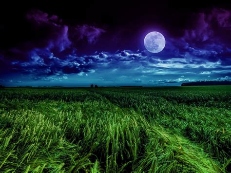Download Free 100 Night Grass Wallpapers