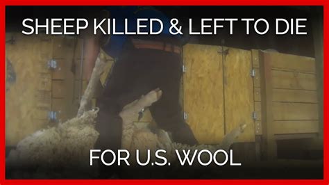 Sheep Killed Left To Die For Us Wool Youtube