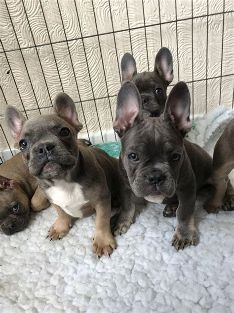 French bulldog puppies for sale in illinois, il. French Bulldog Puppies For Sale | Chicago, IL #201716
