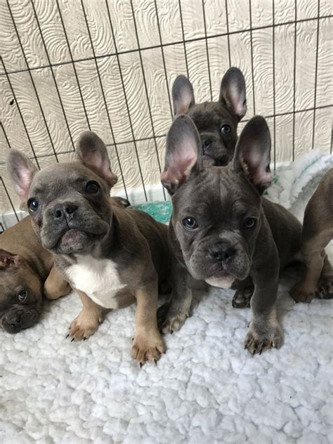 Click to view all of our puppies for sale & make sure to reserve yours today! French Bulldog Puppies For Sale | Chicago, IL #201716