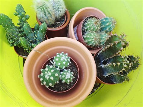 The pain of kidney stones are excruciating for some and others feel nothing, depending on the size of the stone. Types of Plants | Potting Plans