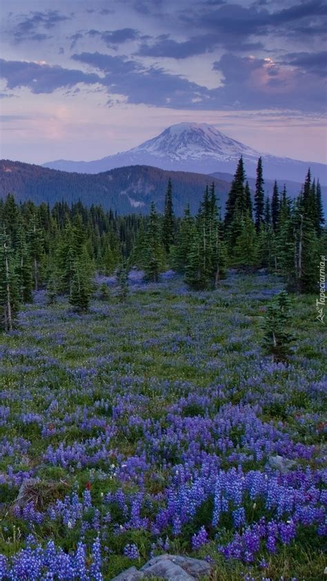 Tapety na telefon o różnej rozdzielczości. Niebieski łubin na leśnej polanie - Tapeta na telefon