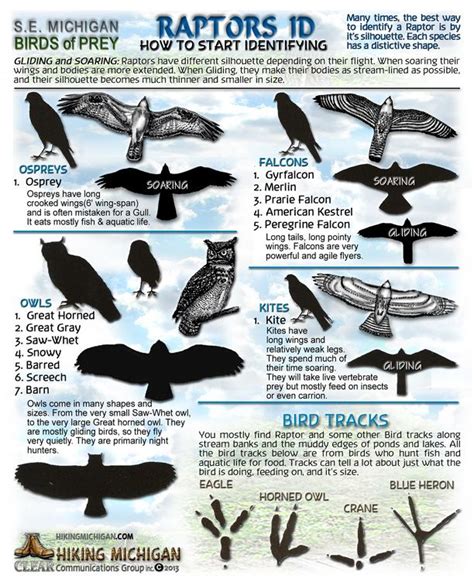 Raptors Identification Chart Birds Of Prey Raptors Pinterest