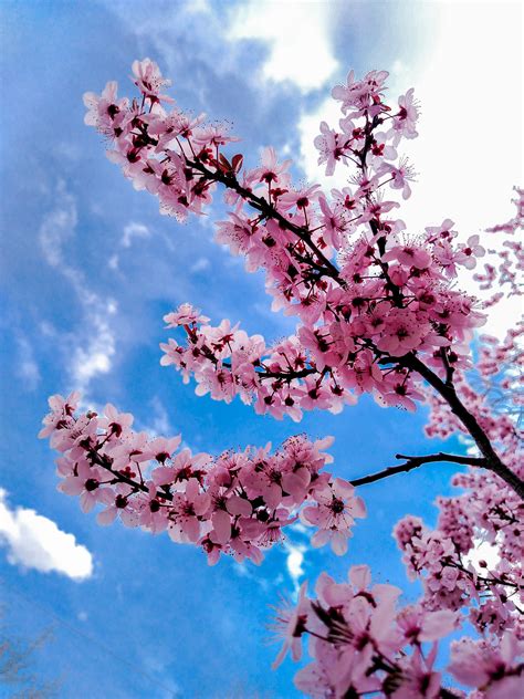 Spring Tree Blossoms | MarvinBowen.com