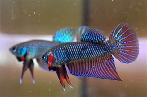 This page is about the various possible meanings of the acronym, abbreviation, shorthand or slang term: Stunning Smaragdina Males! - Inglorious Bettas