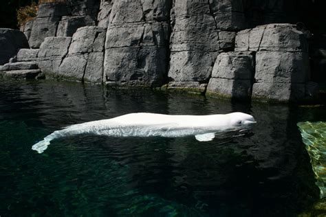 Animal Unique Beluga Whale