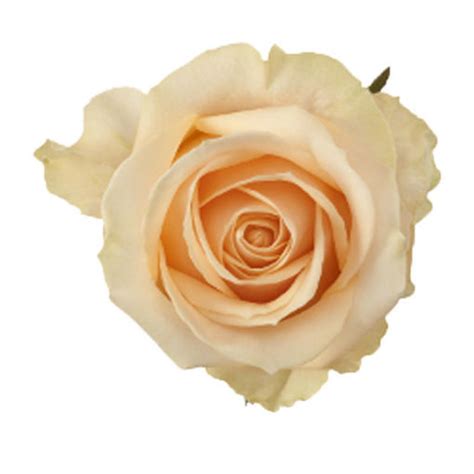 Rose Avalanche Peach Cut Roses Flower Suppliers Wholesale Flowers