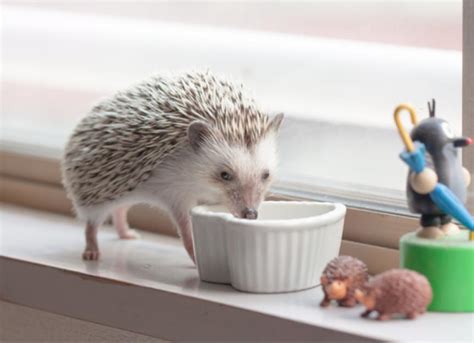 Pet Hedgehog Care And Facts Petmd