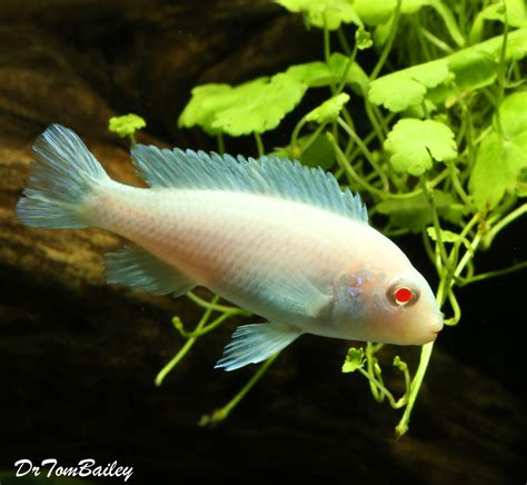 Snow White Socolofi Mbuna Cichlid From Lake Malawi 15 To 2