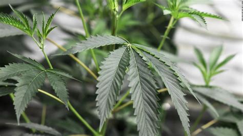 lo que significa la legalización de la marihuana en canadá para los viajeros cnn