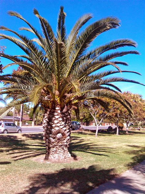 Palm Trees In San Diego Greg In San Diego