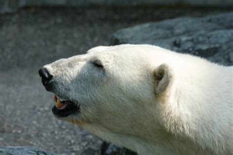 Polar Bear Teeth Stock Photos Pictures And Royalty Free Images Istock
