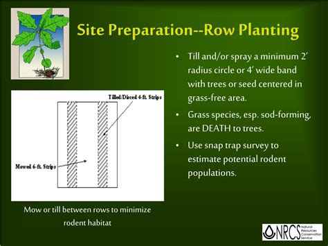 Ppt Direct Seeding Establishing A Forest With Seed Powerpoint