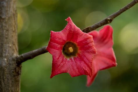 Download Free Photo Of Flower Bloom Lacebark Tree Brachychiton