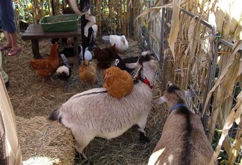 While goofy, who is the zookeeper for the day, takes a nap, 19 animals. Once Upon A Pony - Meet the Petting Zoo