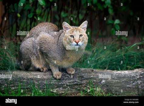 Swamp Cats High Resolution Stock Photography And Images Alamy