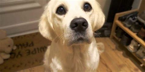 Dog Expert Explains How Those Puppy Dog Eyes Manipulate Humans