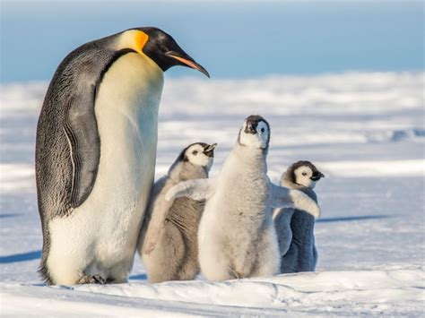 17 Amazing Emperor Penguin Facts Fact Animal