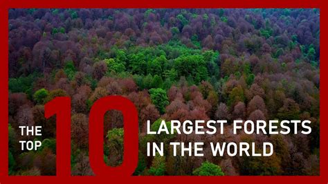 The Top 10 Largest Forests In The World Youtube