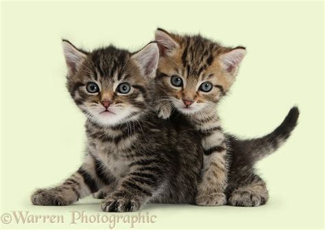 Cute Tabby Kittens 6 Weeks Old Photo Wp35569