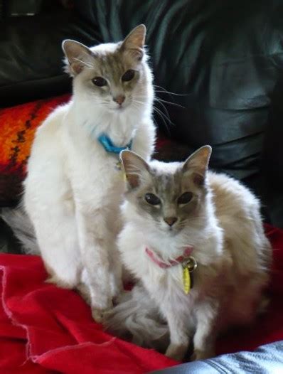 Meow cat rescue is offering assistance to federal employees affected by the government shutdown by providing cat food to any who are cat owners. Tom and Geri - MEOW Cat Rescue