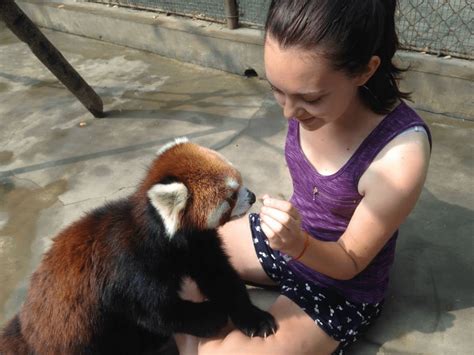 Volunteering With Pandas In China The Planet Edit