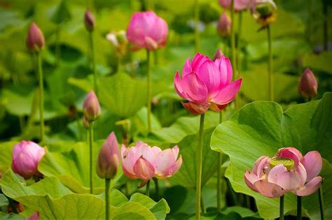 Đồng tháp có thêm 21 ca nghi nhiễm ncov. Cùng khám phá địa điểm Đồng Tháp Mười Mùa Sen Nở tại Đồng ...