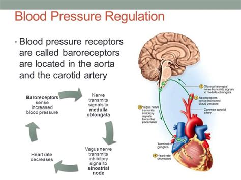 Cardiovascular System Blood Pressure Regulation Heart Rate And Its