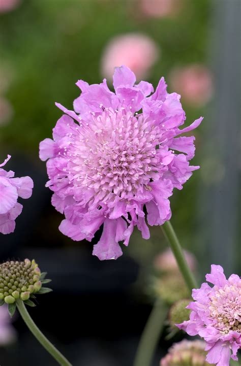 Scabiosa Pink Mist Pincushion Flower Pots And Plants On The Pike
