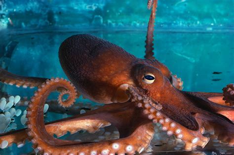 Download Orange Octopus Beautiful Underwater Animal Hq Photos By