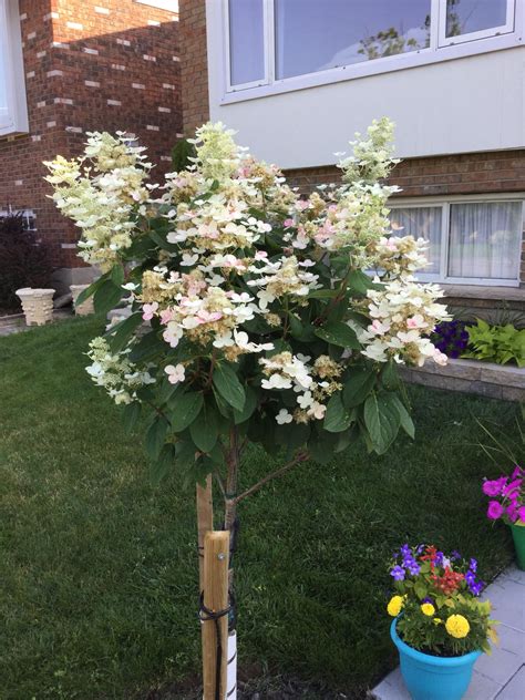 Pinky Winky Hydrangea Tree Starting To Turn From White To Pink