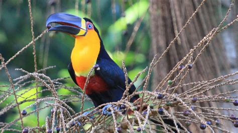 Big Mouthed Toucans Key To Forest Evolution Wypr