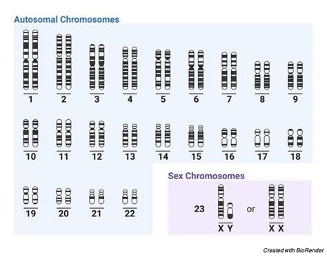 Chromosome Function Definition Types And Structure Porn Sex Picture